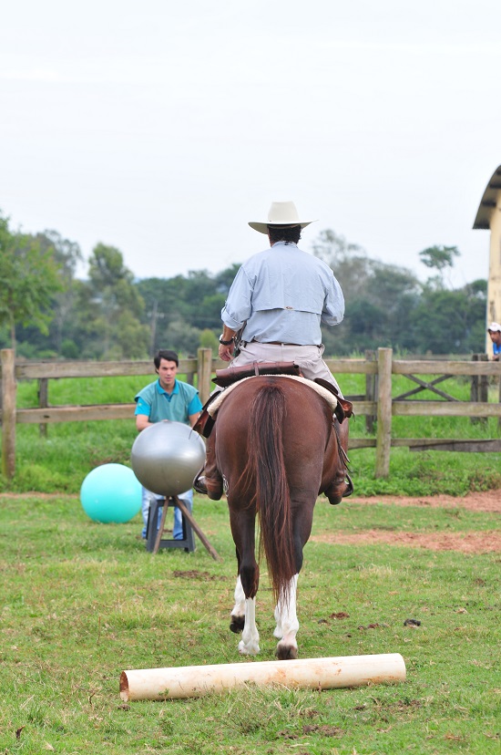 Teste com bolas de pilates, lançadas na direção do cavalo para medir reações  (Foto:Marcelo Mastrobuono)